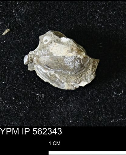 Limopsis striatopunctatus