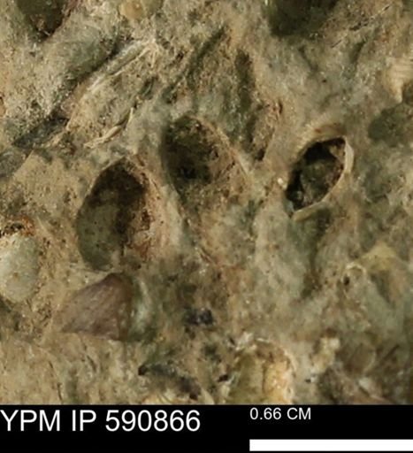 undet. Bivalvia