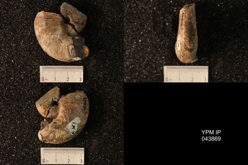 Hoploscaphites nicolletii