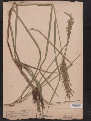 Glyceria obtusa