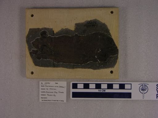 Scaumenacia curta