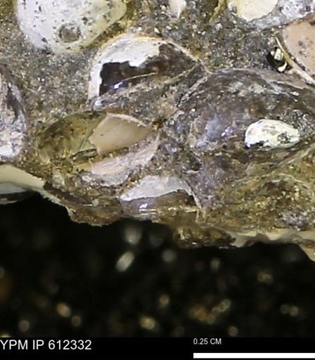 undet. Bivalvia