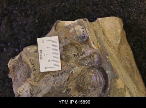 Inoceramus sp.