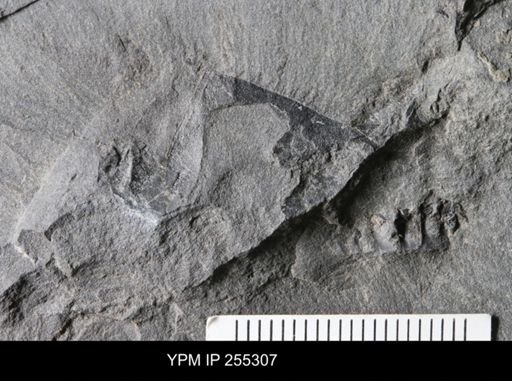 Eurypterida?