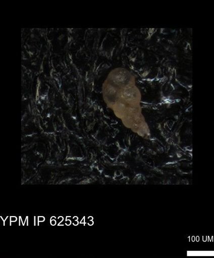 undet. Heterohelicidae