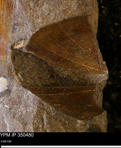 Limopsis striatopunctatus