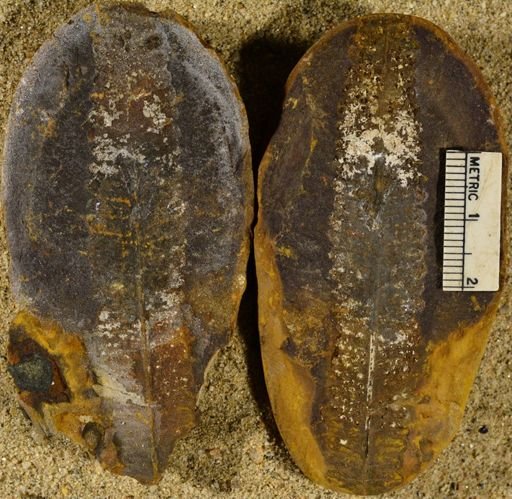 Pecopteris