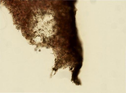 Agelas sp.
