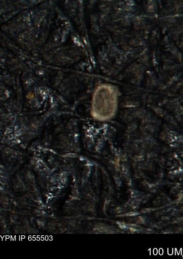 Spirolocammina planula