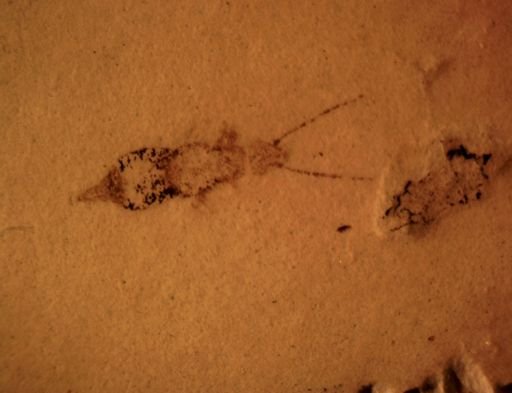 undet. Dermaptera