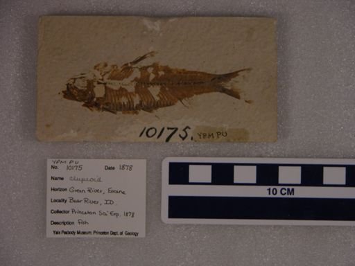 Clupeoidei