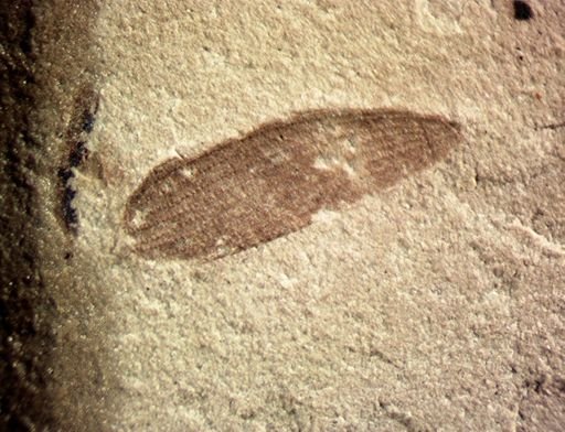 undet. Coleoptera