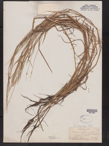 Alopecurus aequalis
