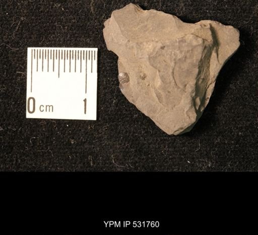 Orbiculoidea minuta