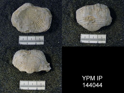 Productus (Dictyoclostus) indicus