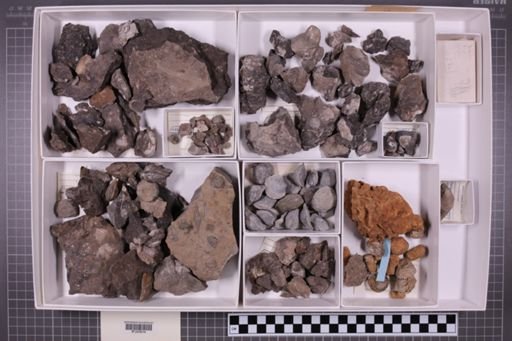 mixed taxa, stratigraphic collection