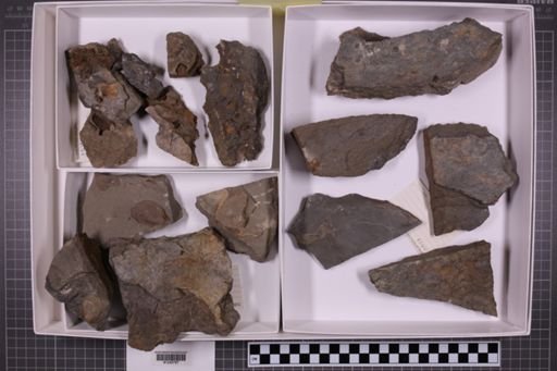 mixed taxa, stratigraphic collection