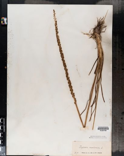 Triglochin maritima
