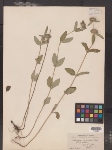 Satureja vulgaris