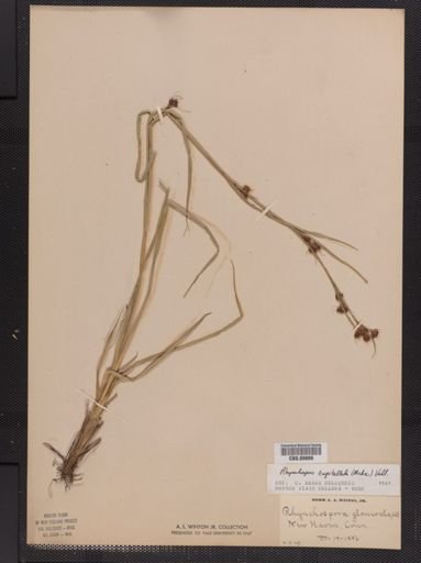 Rhynchospora glomerata