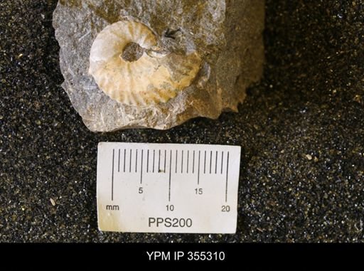 Discoscaphites sp.