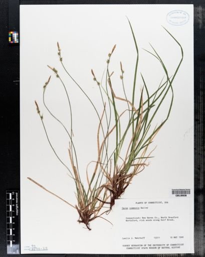 Carex communis