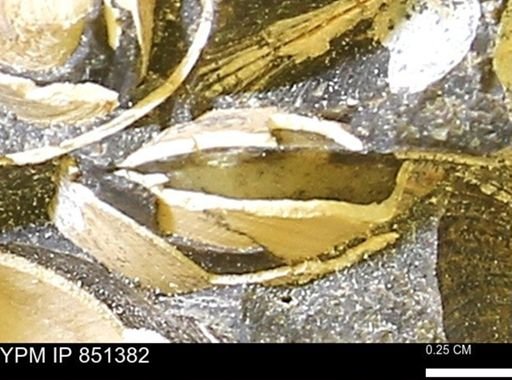 Limopsis striatopunctatus