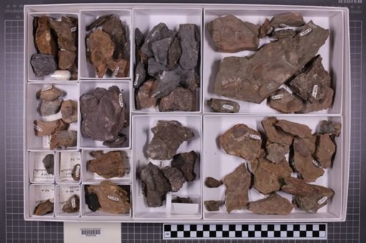 mixed taxa, stratigraphic collection