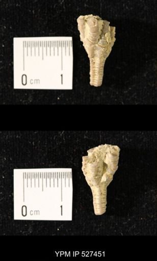 Iocrinus subcrassus