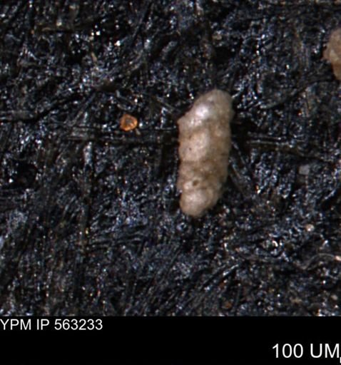 Verneuilinoides hectori