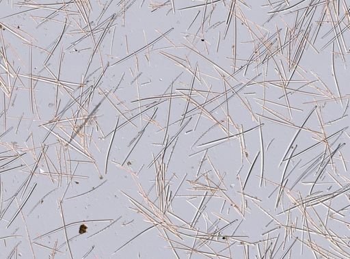 Crellidae