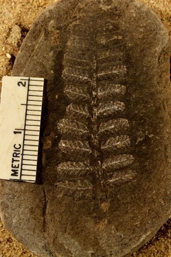 Pecopteris