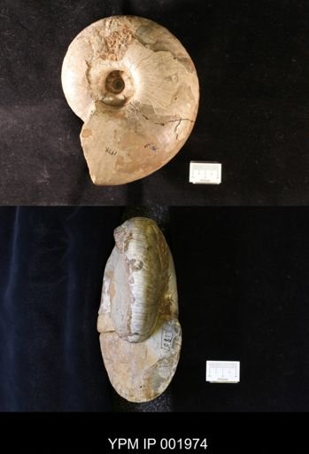 undet. Ammonoidea