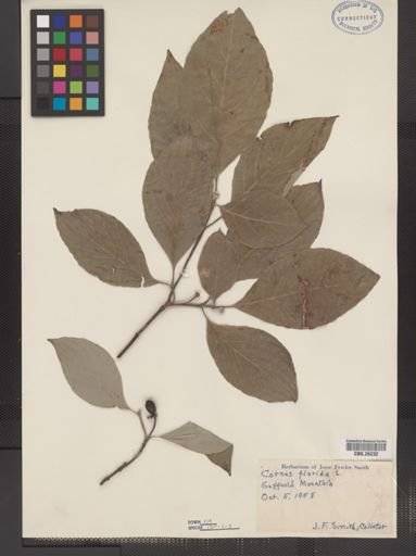 Cornus florida