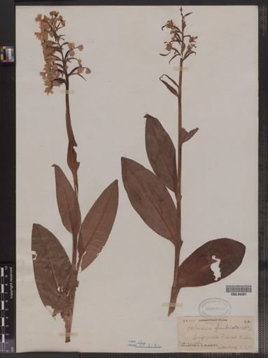 Habenaria fimbriata