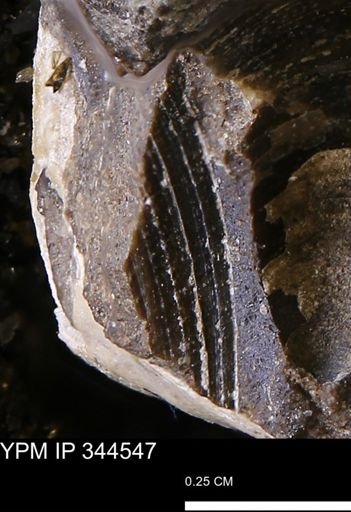 Limopsis striatopunctatus
