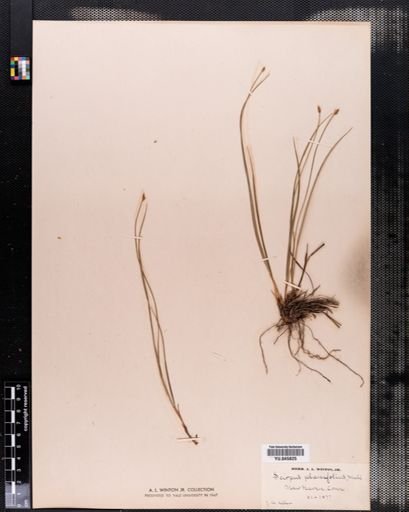 Scirpus verecundus