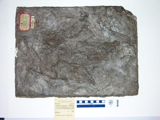 Eubrontes giganteus