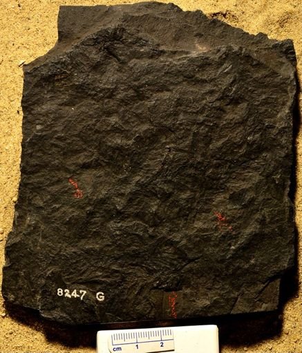 Lepidodendron sp.