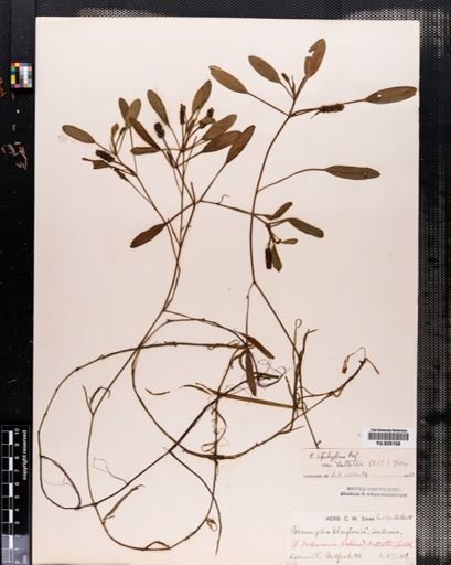 Plantae