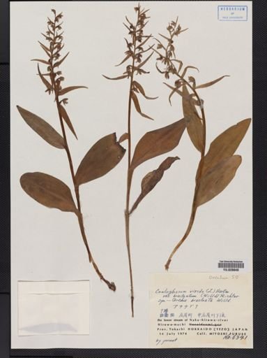 Coeloglossum