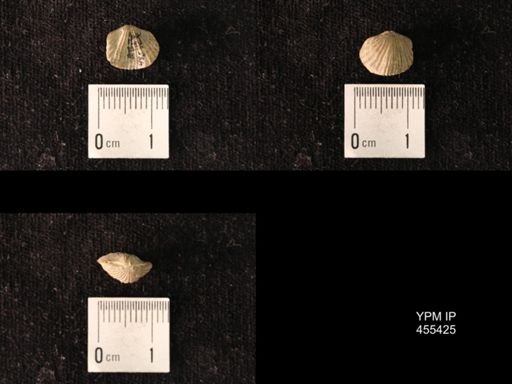 Platystrophia morrowensis