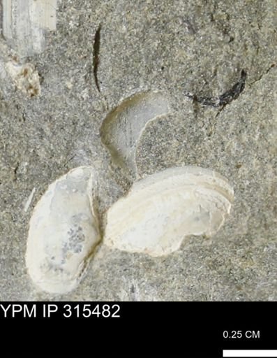 undet. Mollusca