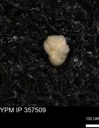 undet. Foraminiferida