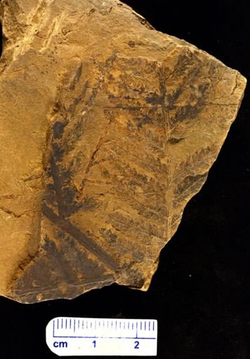 Pecopteris microdonta