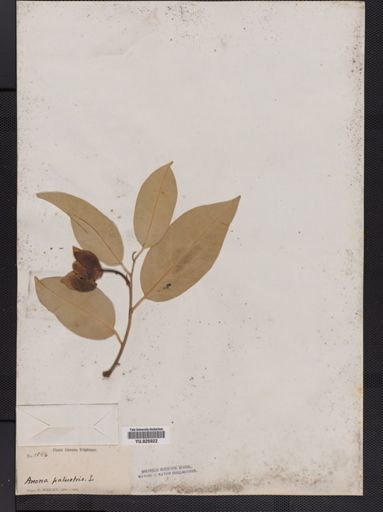 Annona