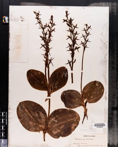 Habenaria