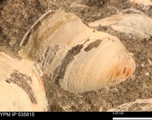 Limopsis striatopunctatus