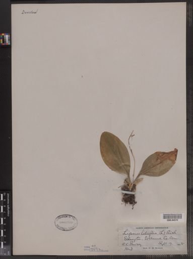 Liparis liliifolia