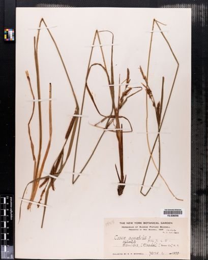 Carex aquatilis